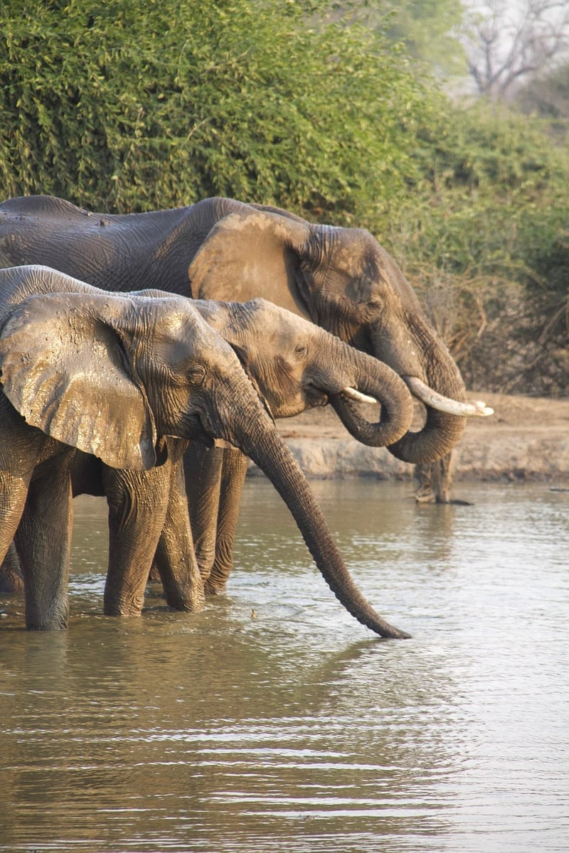 Safari Camps