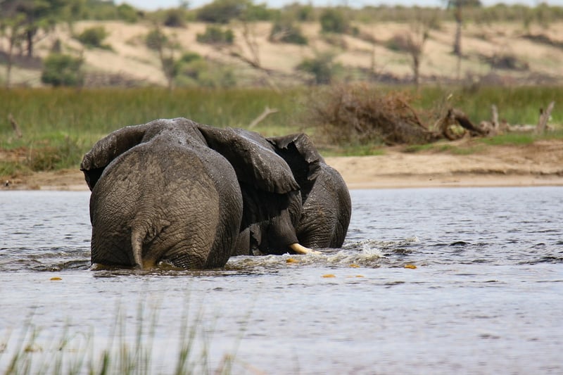 Mombo Camp in Botswana