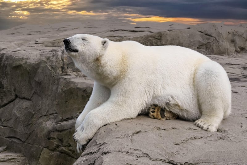Polar Bear in Arctic